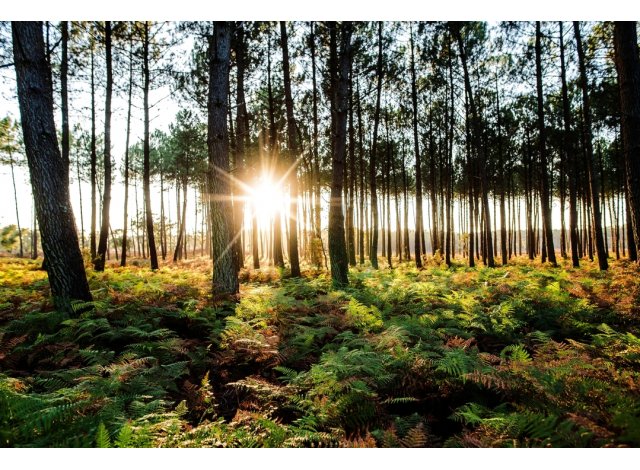 Projet �co construction Soustons